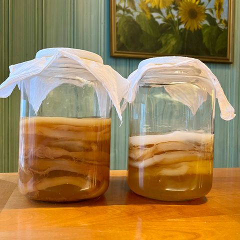 Kombucha SCOBY og starter - økologisk