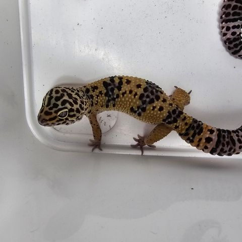 Leopardgekko