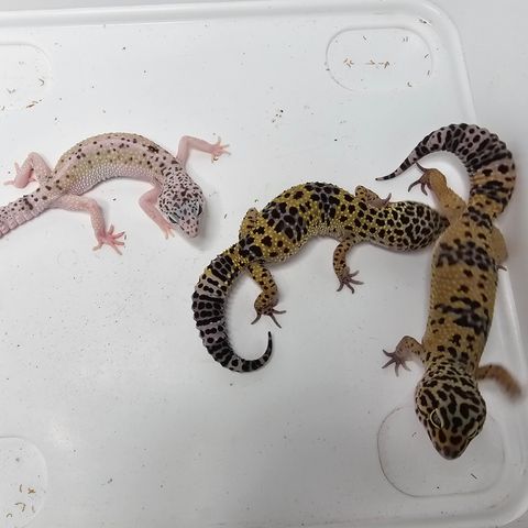 Leopardgekko