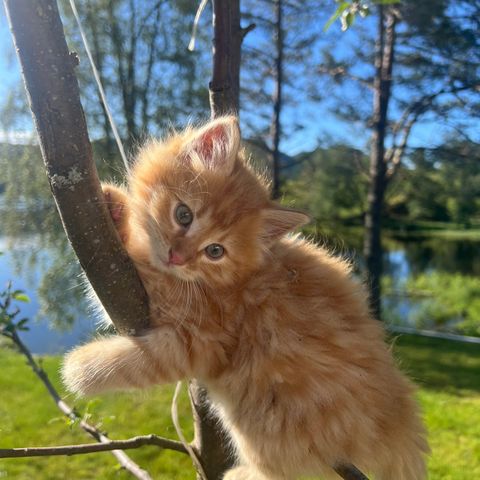 Nydelig kattunge født 15.april, leveringsklar 8.juli  da 12 uker 🧡