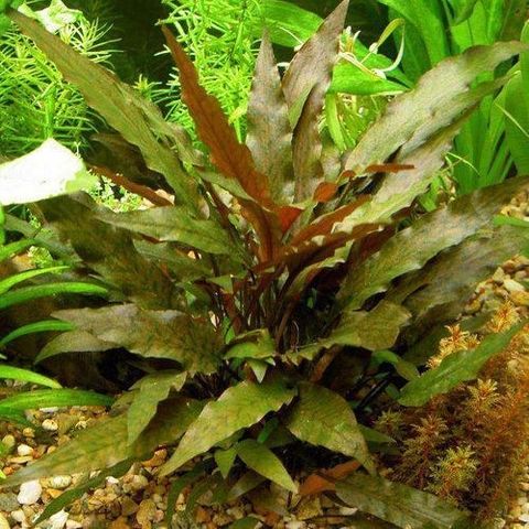 Cryptocoryne Wendtii red