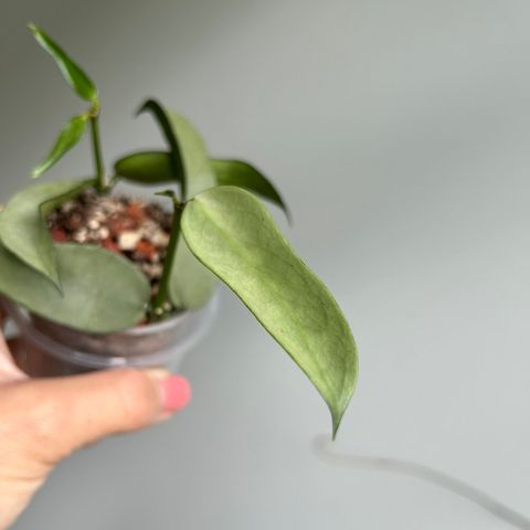 Hoya pandurata (silver) plante i vekst - 1 IGJEN