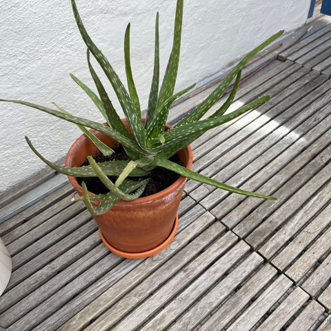 Kraftig Aloe Vera plante selges