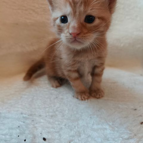 Maine Coon mix kattunger