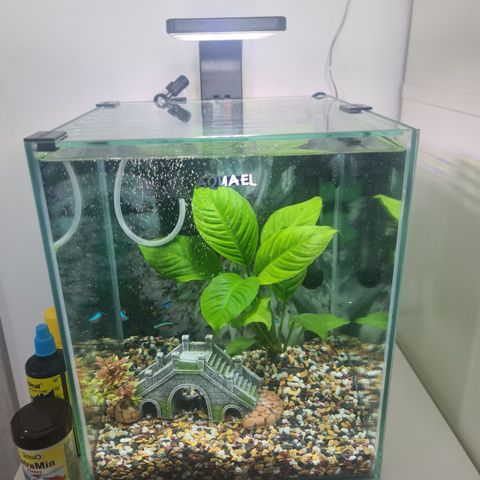 Akvarium 20 Liter med utstyr og fisk