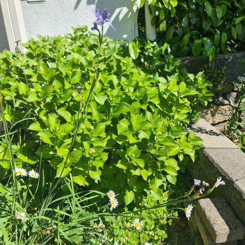 Hortensia / uteplanter