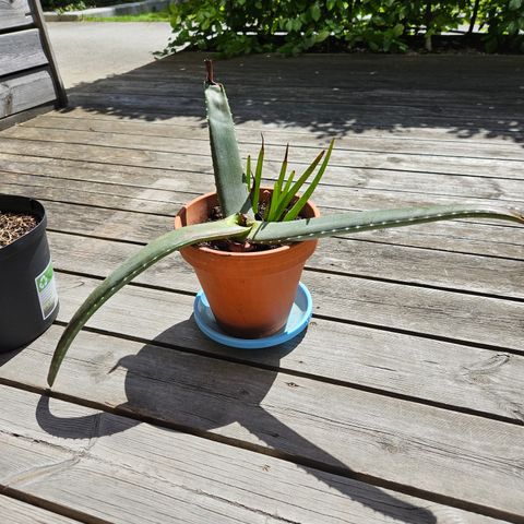 Aloe Vera plant with pot