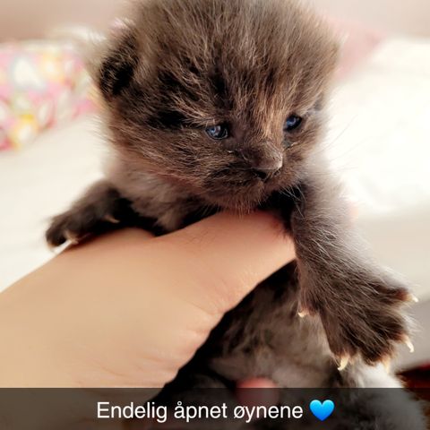 To søte kattunger er klare for nye hjem siste uken i august ❤️