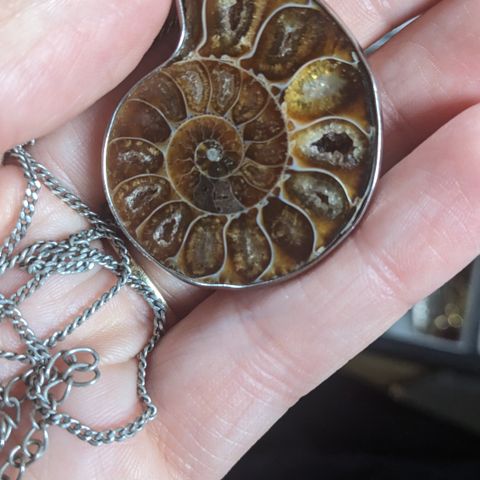 Ekte Ammonite Fossil smykke