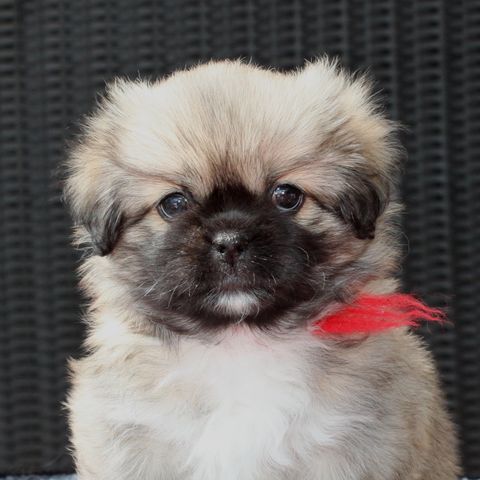 Tibetansk Spaniel