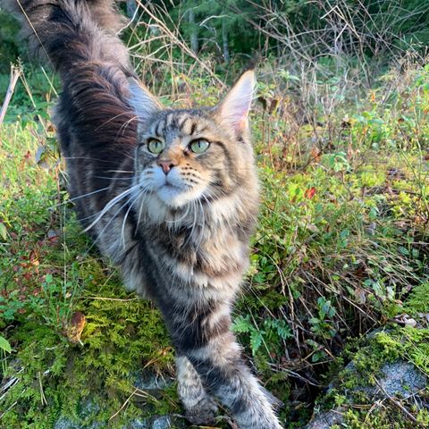 Maine Coon gis bort