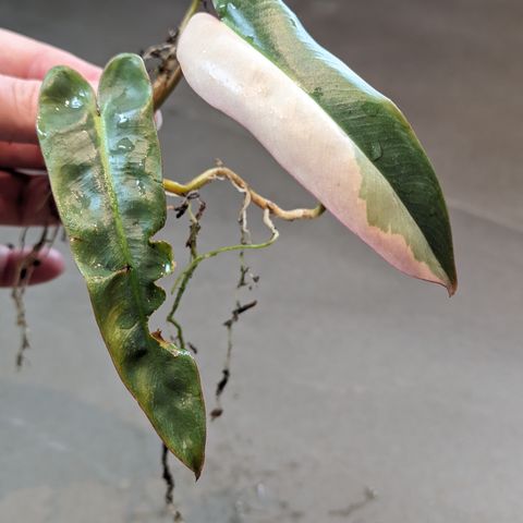 Philodendron Atabapoense Variegated