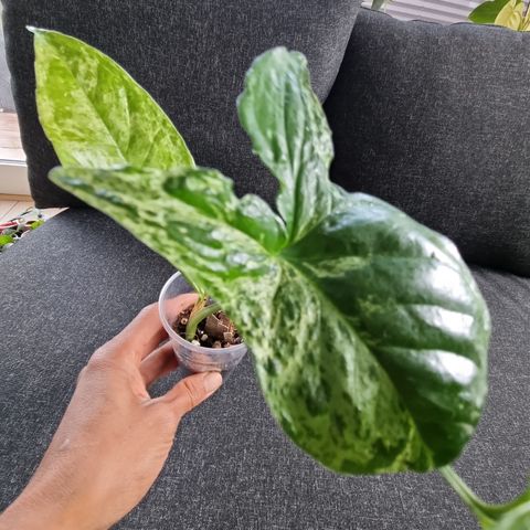 Syngonium Mojito