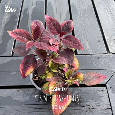 Coleus Yes Mistress-frøis