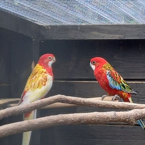 Rosella par.