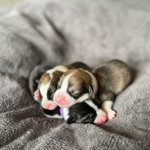 Welsh Corgi Pembroke født 11 juni