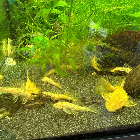 ANCISTRUS Albino