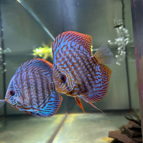 discus