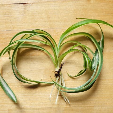 Spider plante - Chlorophytum Comosum