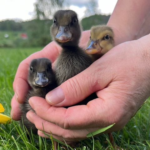 Rugeegg fra Indiske løpeender t.s.