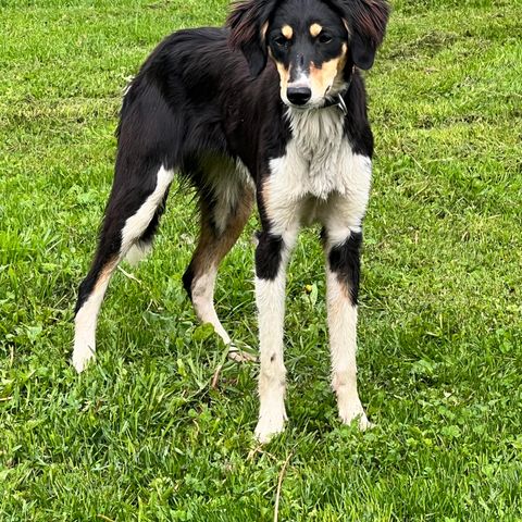 Scandinavian hound/ Saluki mix