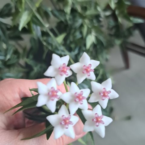 Hoya Lanceolata