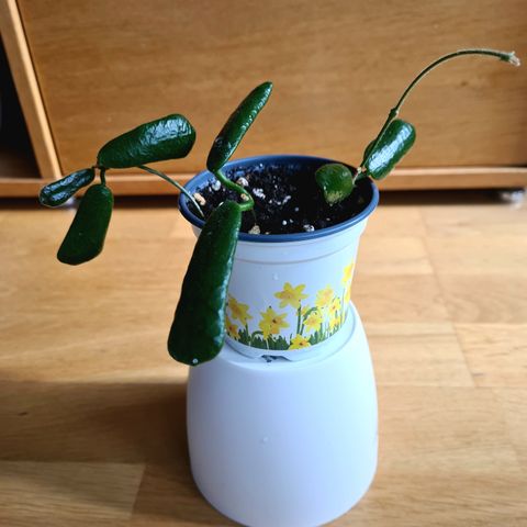 Hoya rotundiflora,  memoria og krohniana + div. stiklinger selges