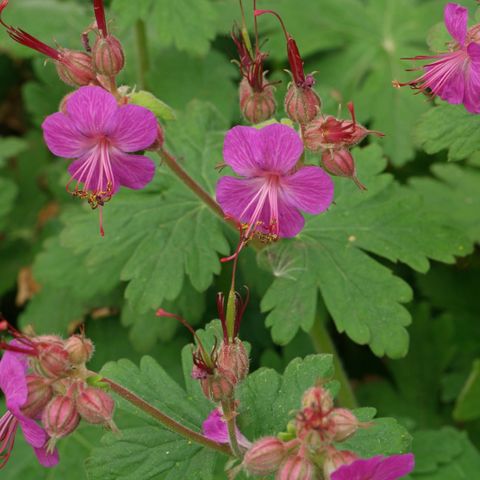 Geranium - Rosestorkenebb - bunndekkende staude