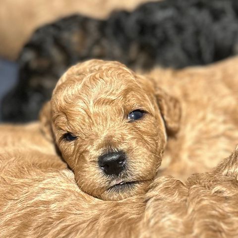 Fantastiske mini Goldendoodle valper til salgs