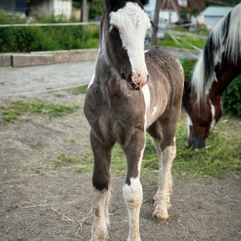 Gypsy Cob hingsteføll