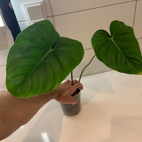 Philodendron McDowell