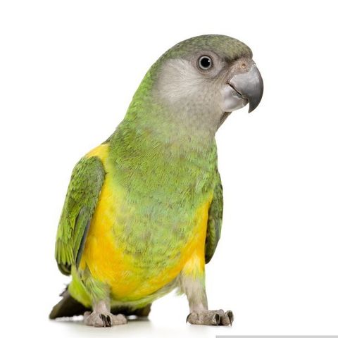 Senegal papegøye ønskes kjøpt