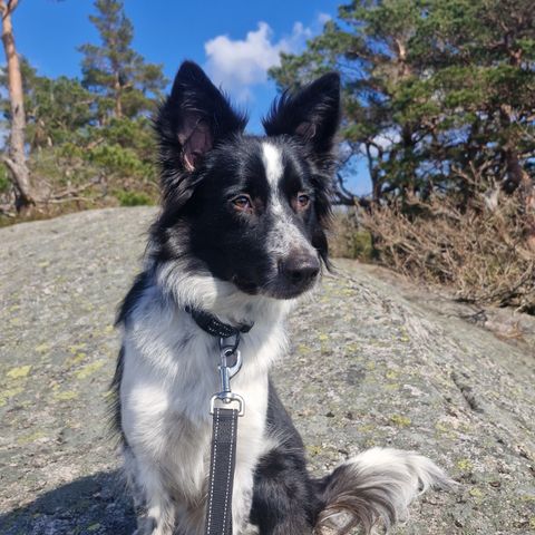 Border Collie selges