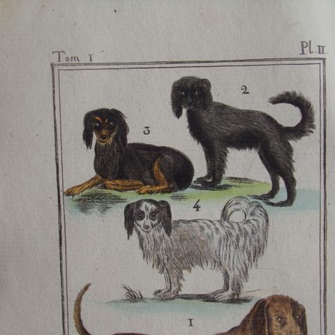 Bokside fra 1700-tallet med illustrasjon av 4 hunder
