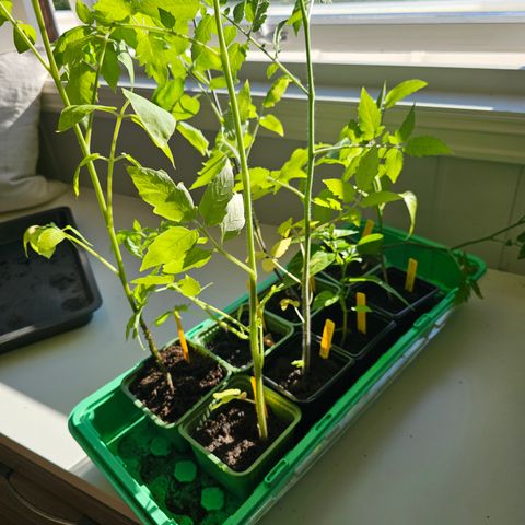 Tomatplanter forskjellige typer