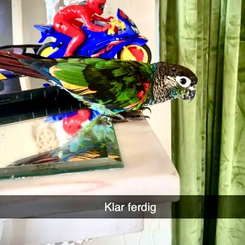 Blåkinnet Conure par