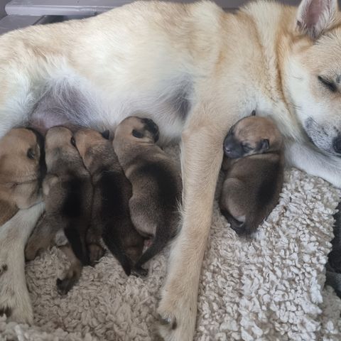 Norsk buhund valper