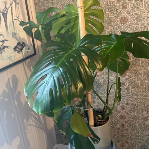 Stor Monstera