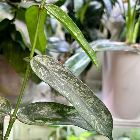 Hoya pandurata med splash - urotet stiklinger