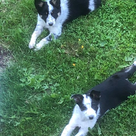 Leveringsklar border collie tisper