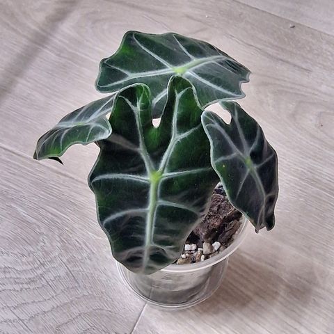 Alocasia amazonica babyplante