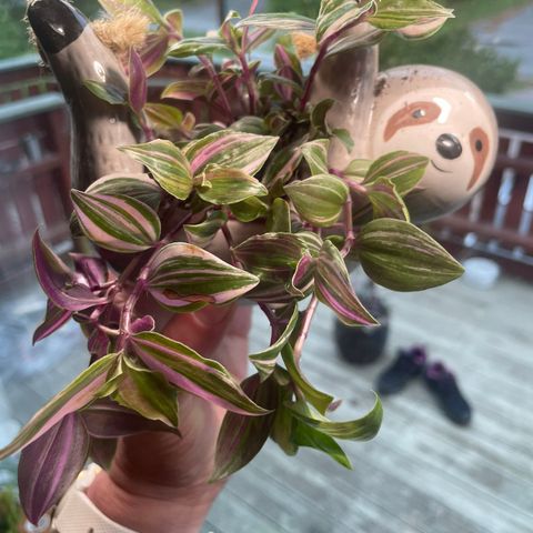 Urotede Tradescantia stiklinger, meget lettstelte