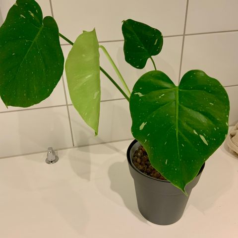 Monstera Thai Constellation- Hel Plante