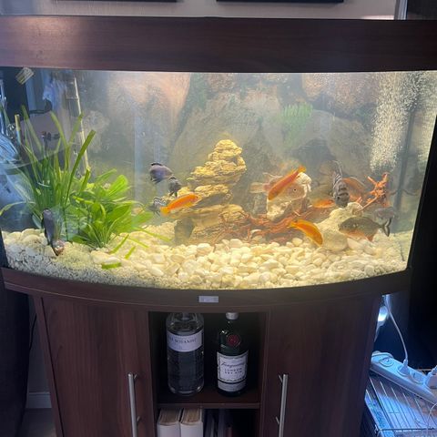 Akvarium 180l med fisk + masse utstyr!!! Oppgradert