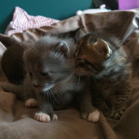 Katt / Katter søker godt hjem i August