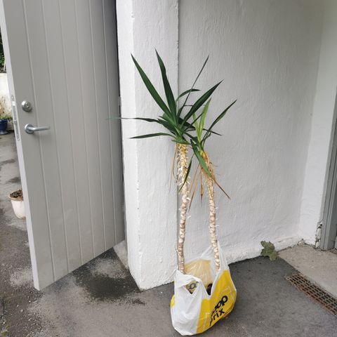 2 yucca palmer , 1meter høye