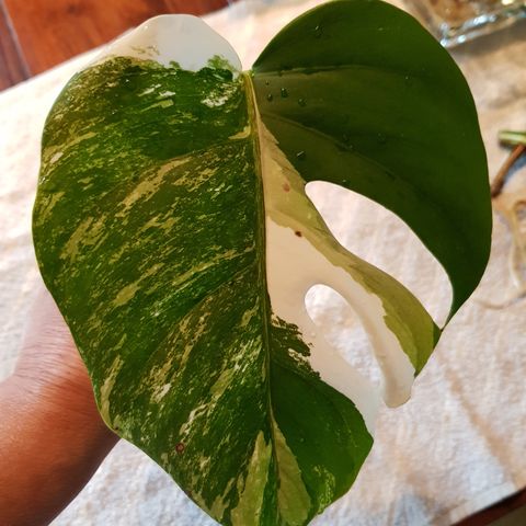 Monstera variegata