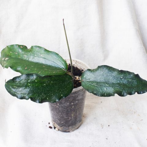 Hoya erythrina 'long leaves'