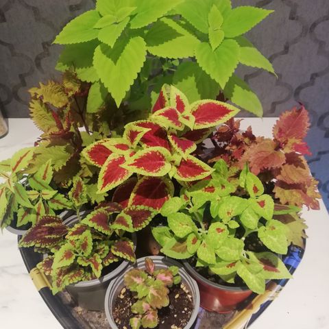 Coleus / Praktspragle flere typer