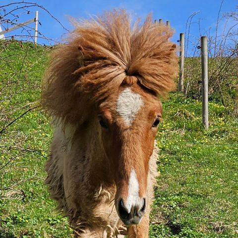 Islandshest -  Sigurð 1 år gammel hingst